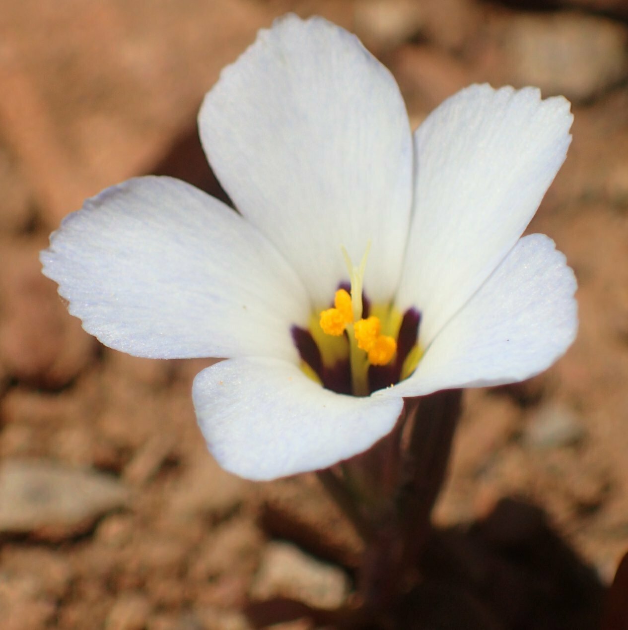 High Resolution Linanthus dianthiflorus Flower